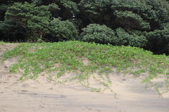 Ipomoea pes-caprae brasiliensis