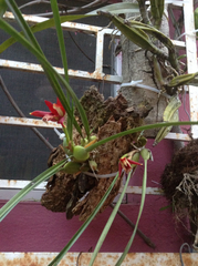 Maxillaria tenuifolia