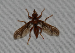 Pyrgota undata
