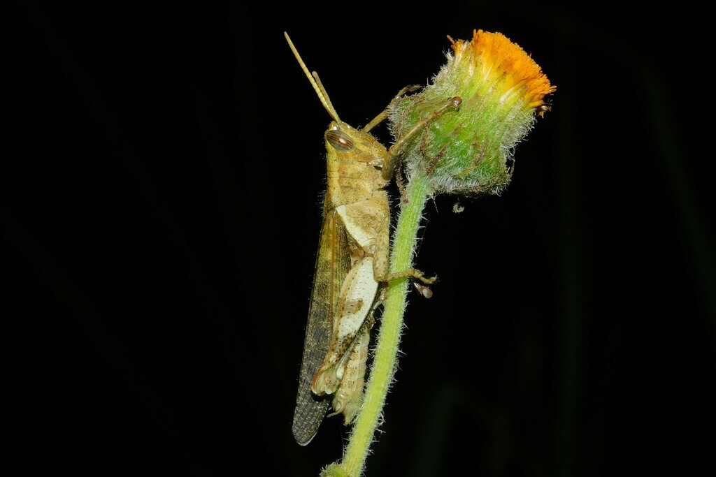 Oxycatantops nigrospinosus