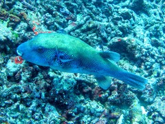 Arothron caeruleopunctatus