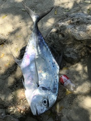 Alectis ciliaris