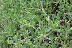 Carpobrotus dimidiatus