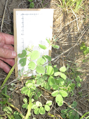 Tephrosia lindheimeri