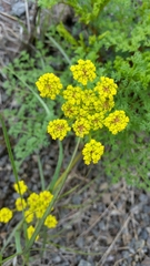 Lomatium papilioniferum