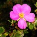 Pink Cliffrose - Photo (c) aztekium_tutor, some rights reserved (CC BY-NC), uploaded by Carlos G Velazco-Macias