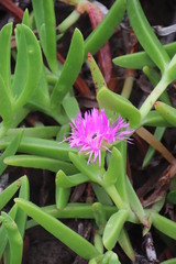 Carpobrotus dimidiatus