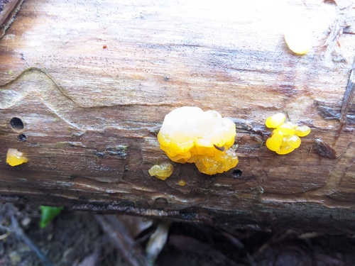 Dacrymyces chrysospermus