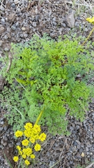 Lomatium papilioniferum