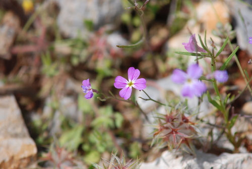 Malcolm stock (Malcolmia graeca)