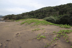 Ipomoea pes-caprae brasiliensis