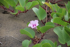 Ipomoea pes-caprae brasiliensis