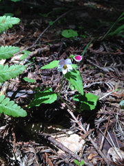 Viola ocellata