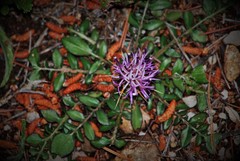 Centaurea raphanina mixta