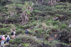 Gladiolus ochroleucus