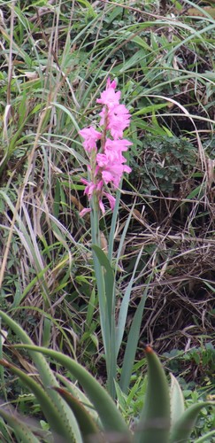 Image of Gladiolus ochroleucus by (c) Tony Rebelo, some rights reserved (CC BY-SA)