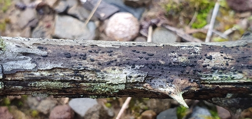 Gloniopsis observed 2024-01-27