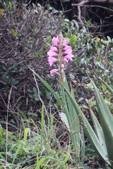 Gladiolus ochroleucus