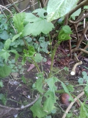 Abraxas grossulariata