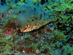 Sphoeroides marmoratus