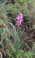 Gladiolus ochroleucus