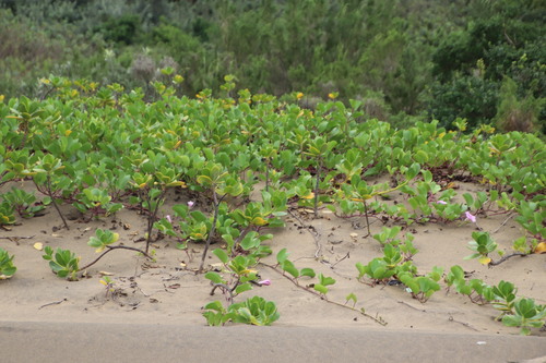 coastal inkberry