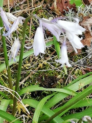 Hyacinthoides hispanica