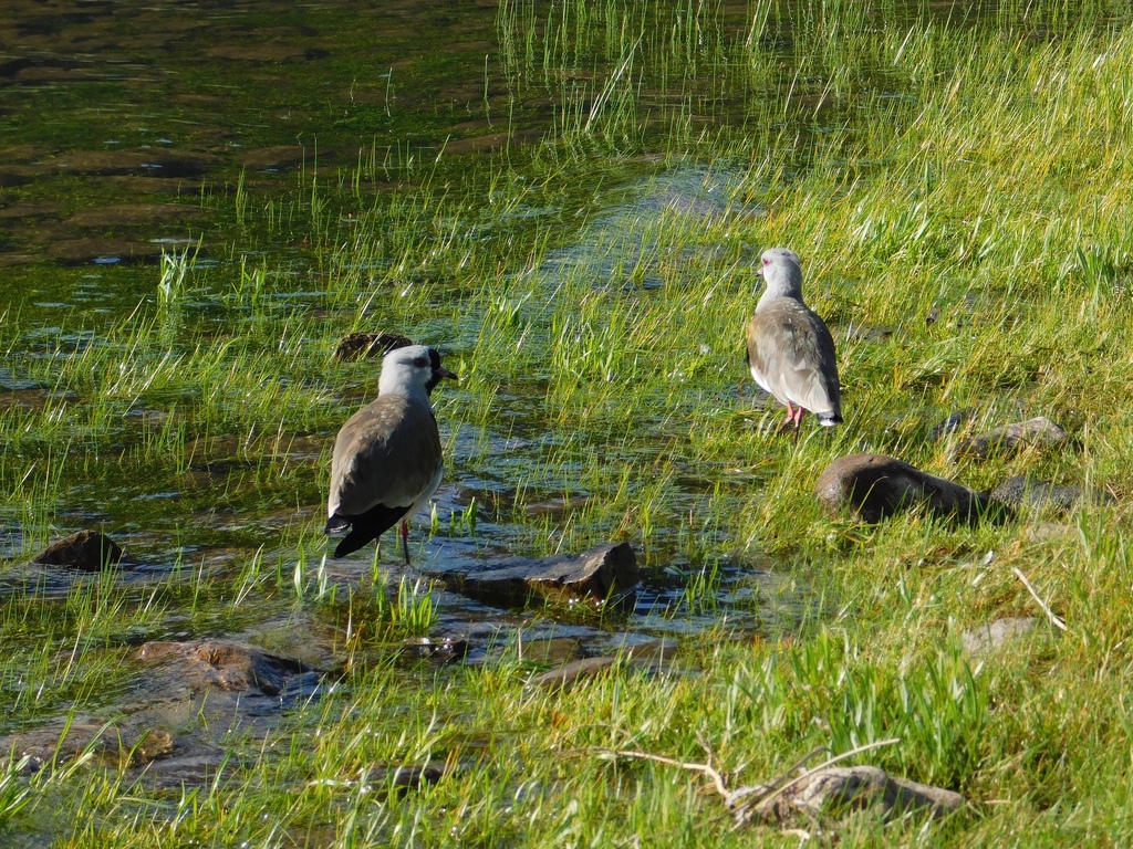 Fuegian Southern Lapwing