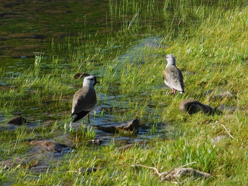Fuegian Southern Lapwing