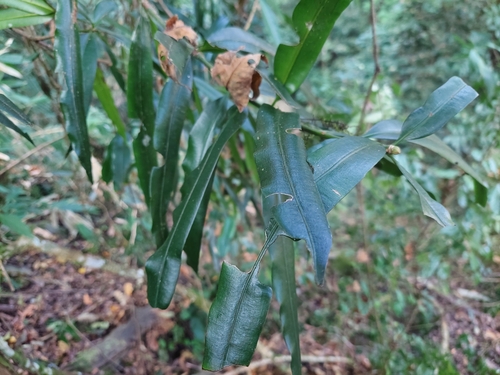Podocarpus neriifolius observed 2024-01-27
