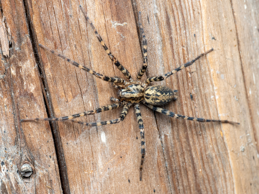 Charcoal Spider from Klagenfurt am Wörthersee, Österreich on August 2 ...