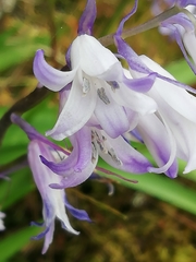 Hyacinthoides hispanica