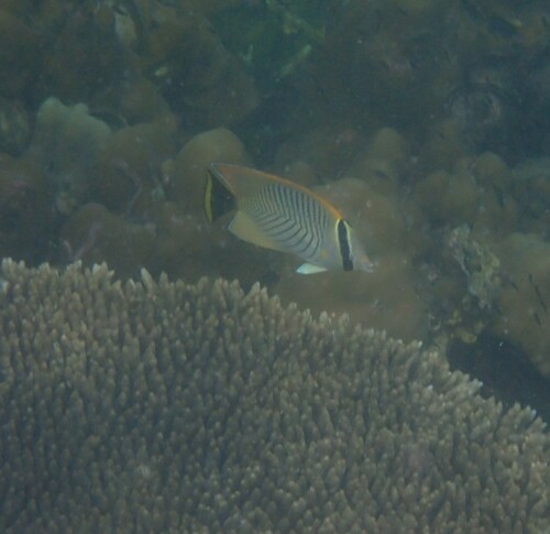 Chevron Butterflyfish (Chaetodon trifascialis)