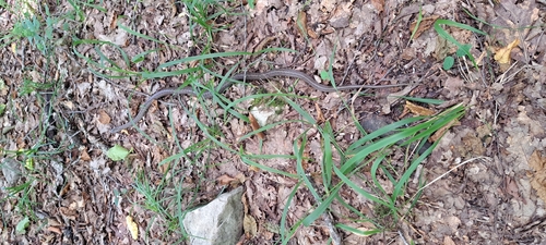 Caucasian Ratsnake