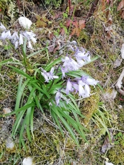 Hyacinthoides hispanica