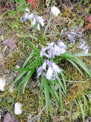 Hyacinthoides hispanica