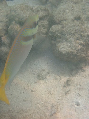 Doublebar Rabbitfish (Siganus virgatus)