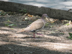 Zenaida asiatica