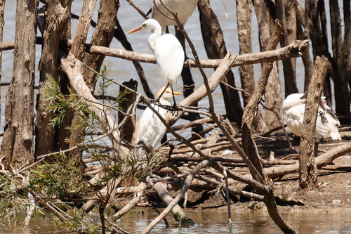 Plumed Egret (Ardea plumifera), photo 6