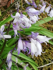Hyacinthoides hispanica