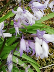 Hyacinthoides hispanica
