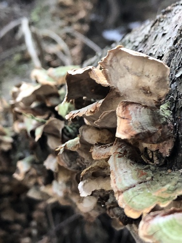 Stereum ostrea