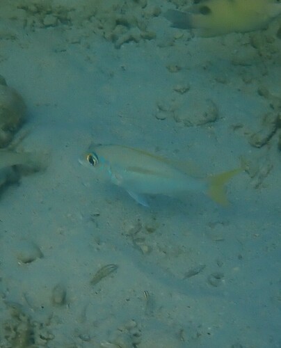 Rainbow Monocle Bream (Scolopsis monogramma)