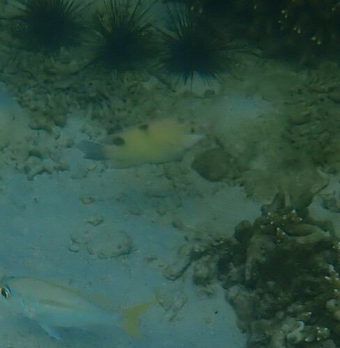 White Damsel (Dischistodus perspicillatus)