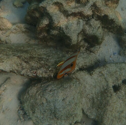 Copperband Butterflyfish (Chelmon rostratus)