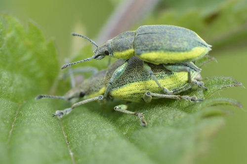 Groene distelsnuitkever, 3930 Hamont-Achel, Belgium, photo 4 of 10