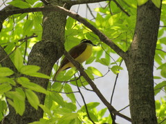 Pitangus sulphuratus