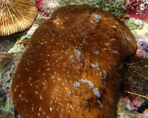 Sandalolitha robusta observed 2023-10-31