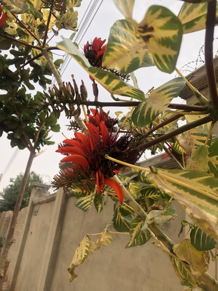 Foto de Sibipiruna