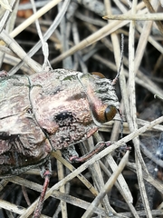 Chalcophora mariana massiliensis